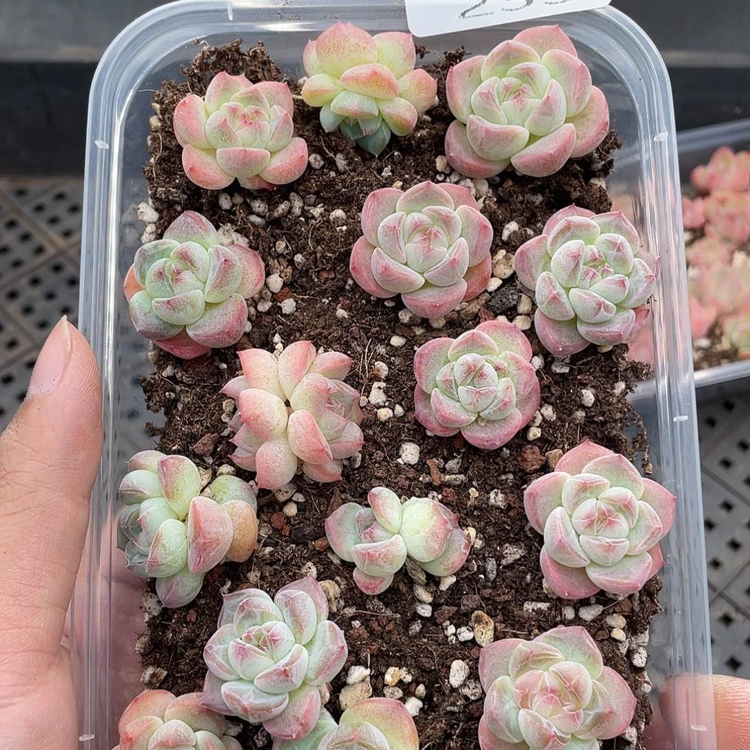 云糖心多肉植物233