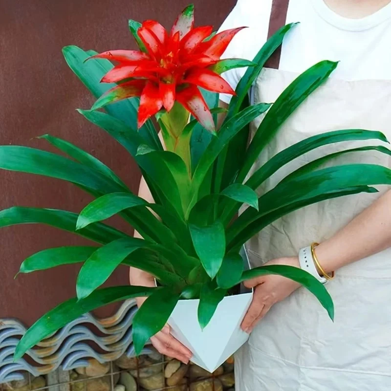 鸿运当头盆栽带花室内客厅办公室好养吸甲醛花卉绿植