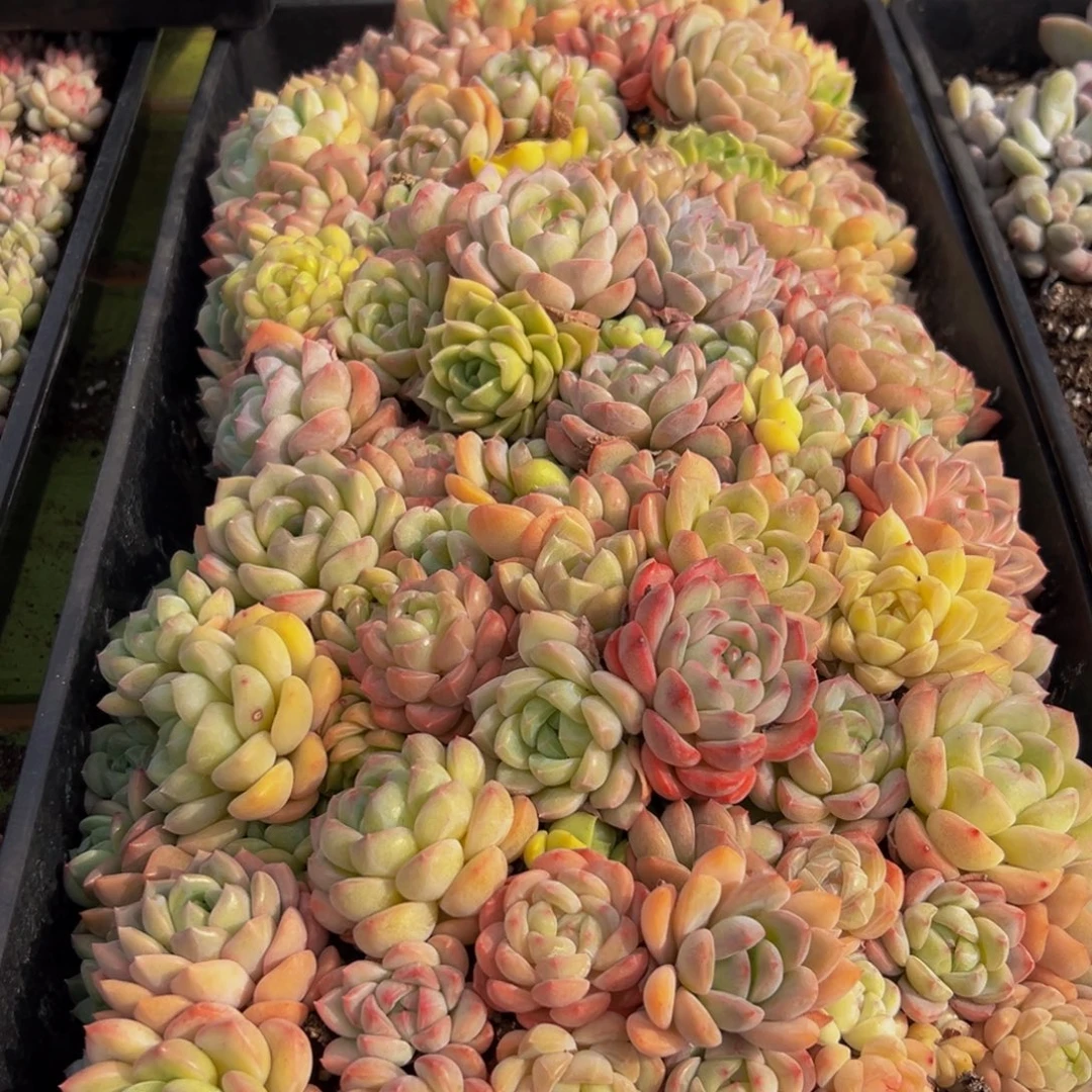 G***6539多肉葡萄的味道是真的好吃