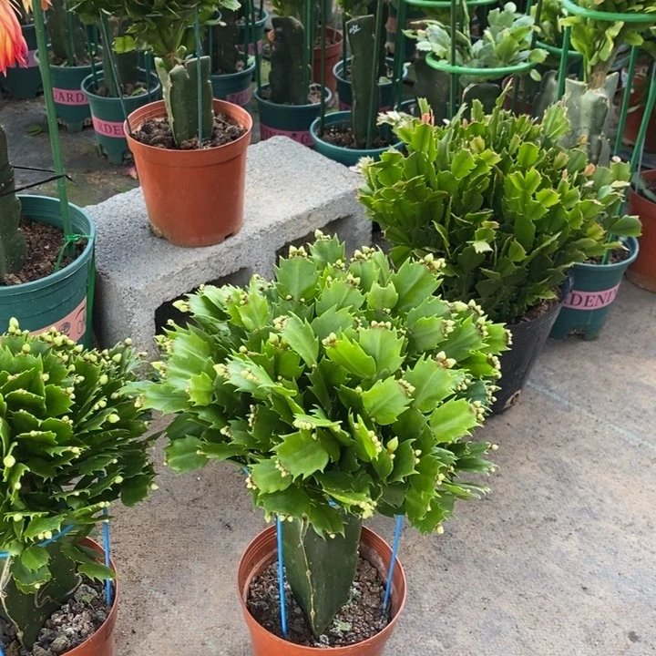 当前无花栽培后可以开花359嫁接白色