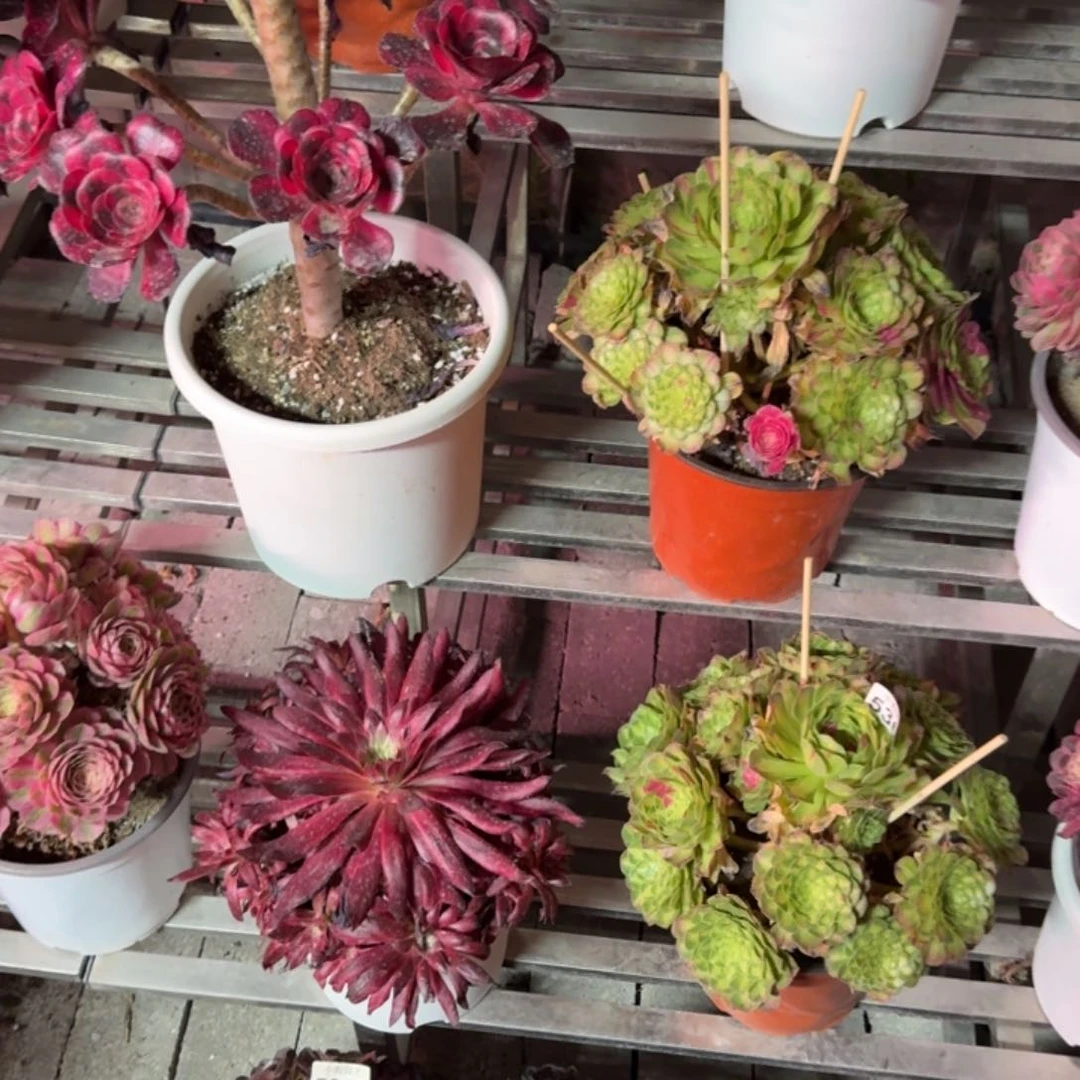 ?***晓多肉植物法师盆2个