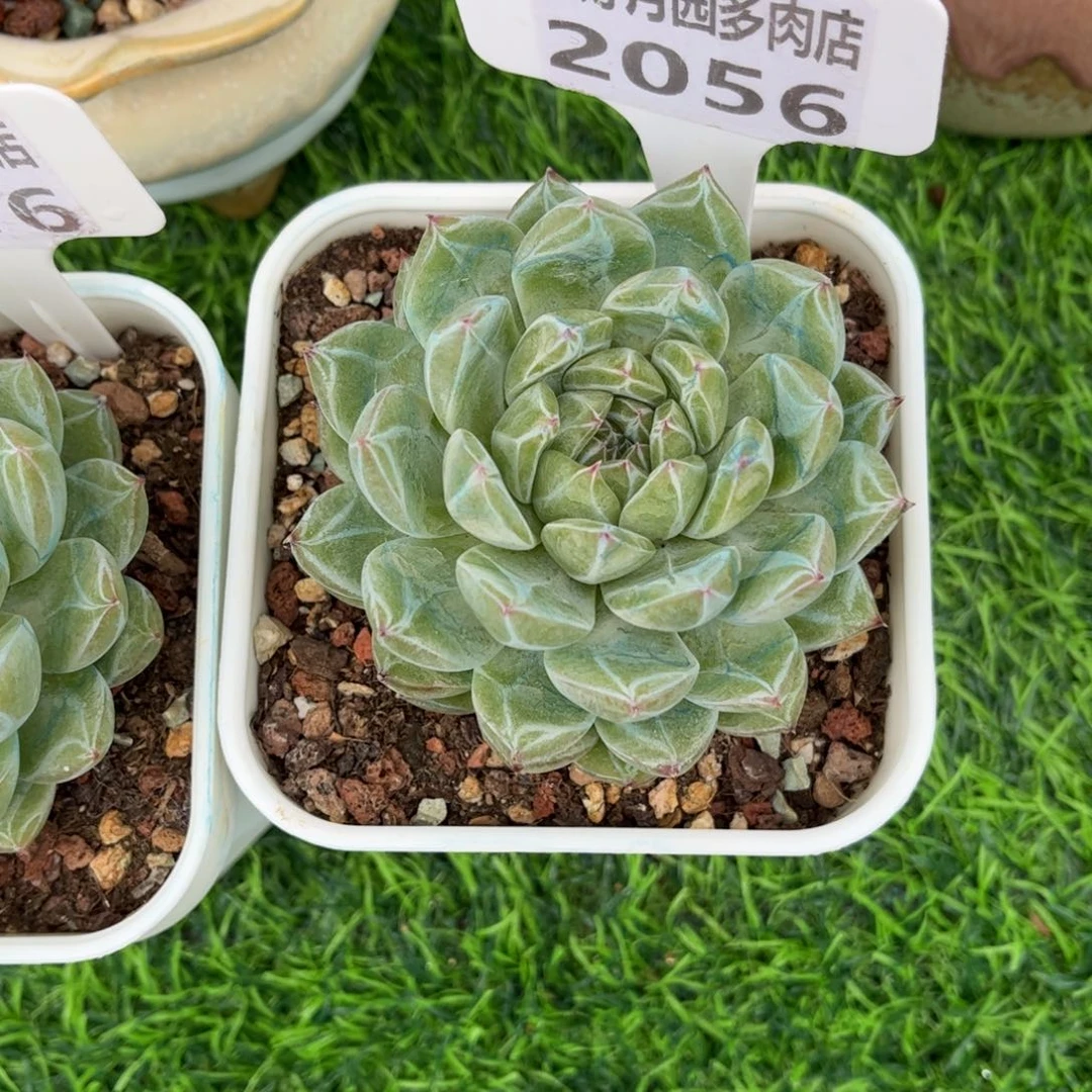 理***儿多肉植物2056……………….