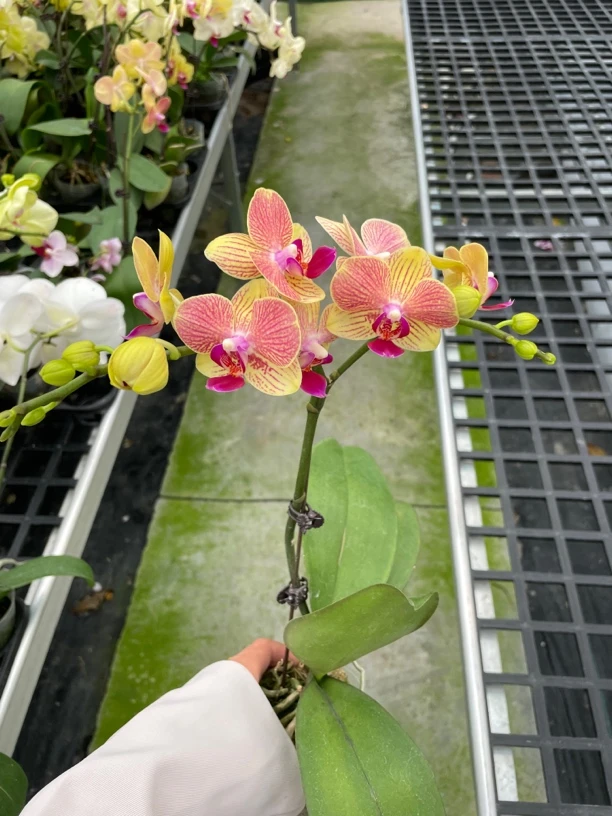 「三色鸟」蝴蝶兰带花带苞2.8寸杯室内桌面花卉