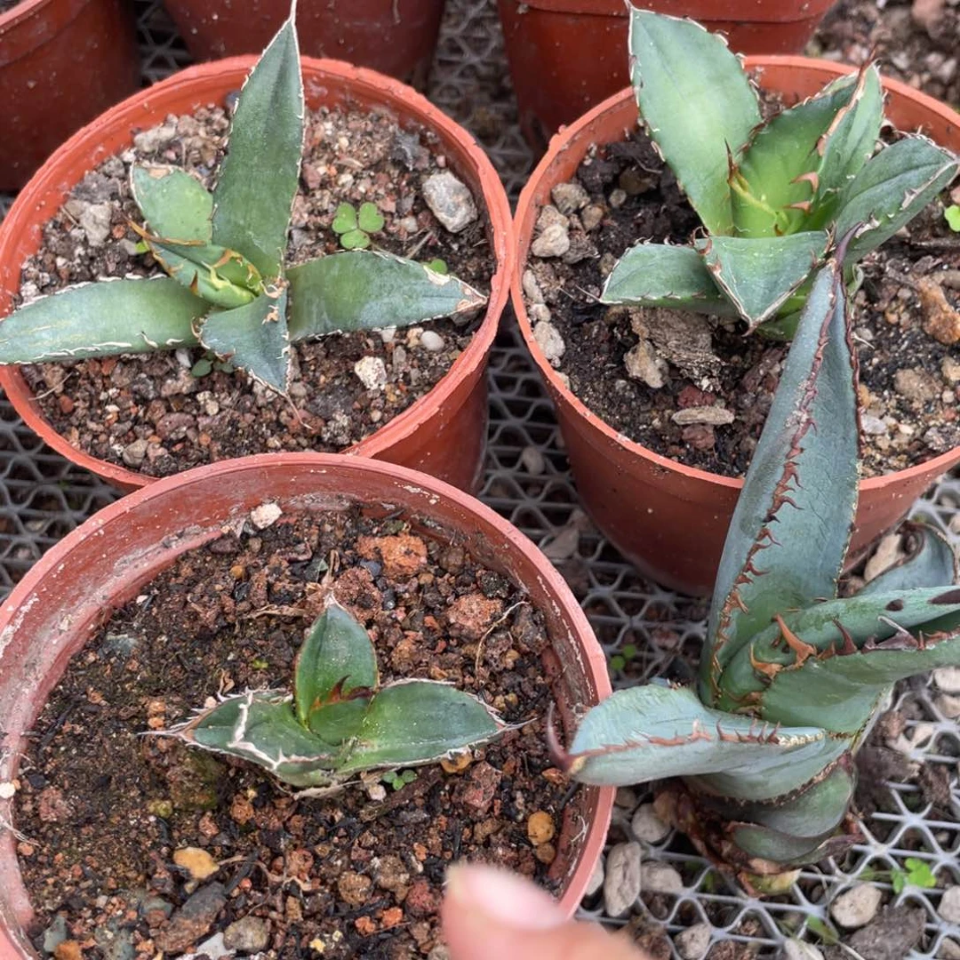 无花朵龙舌兰四个