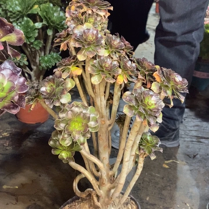 灰法多肉植物6。