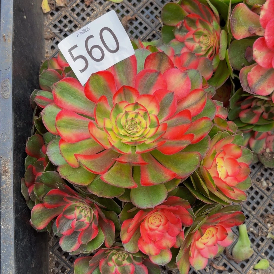 560多肉植物荔枝特价
