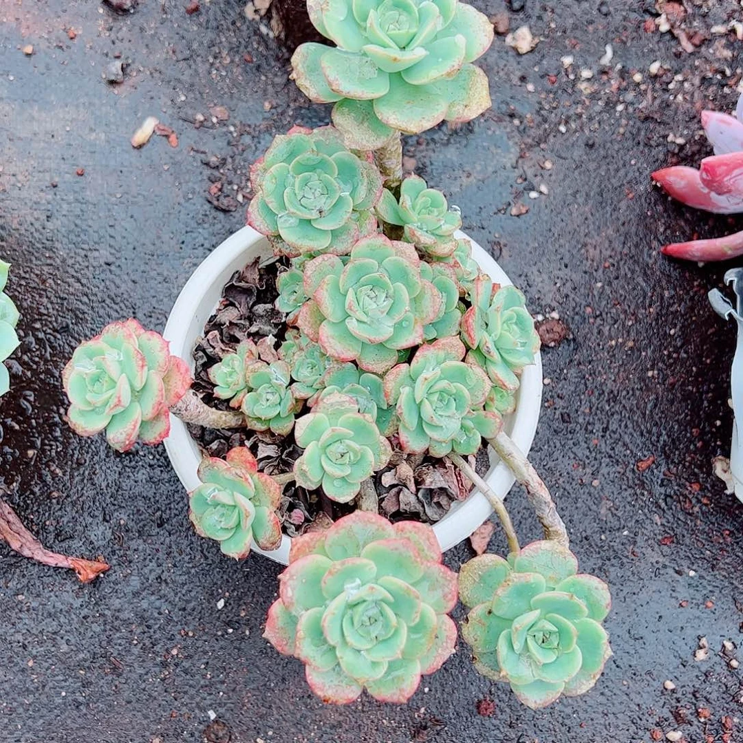 妮可沙拉玫瑰多头造型精品