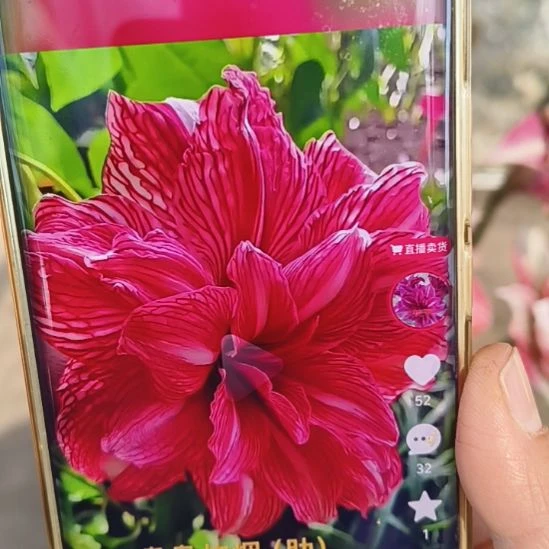 完全开放袅袅炊烟6+