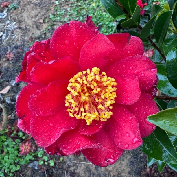 四季开花原生苗四季茶花露天苗盆栽耐高温低温