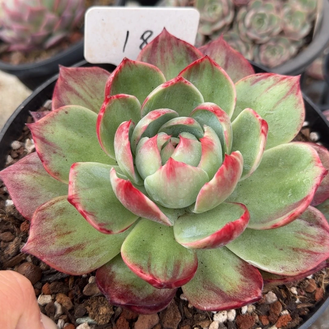 惊鸿一物一拍包装收缩花旱181