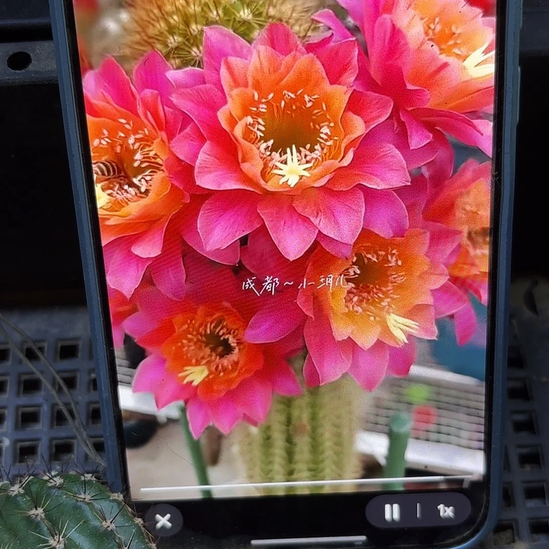 有根时光六七公分瑕45