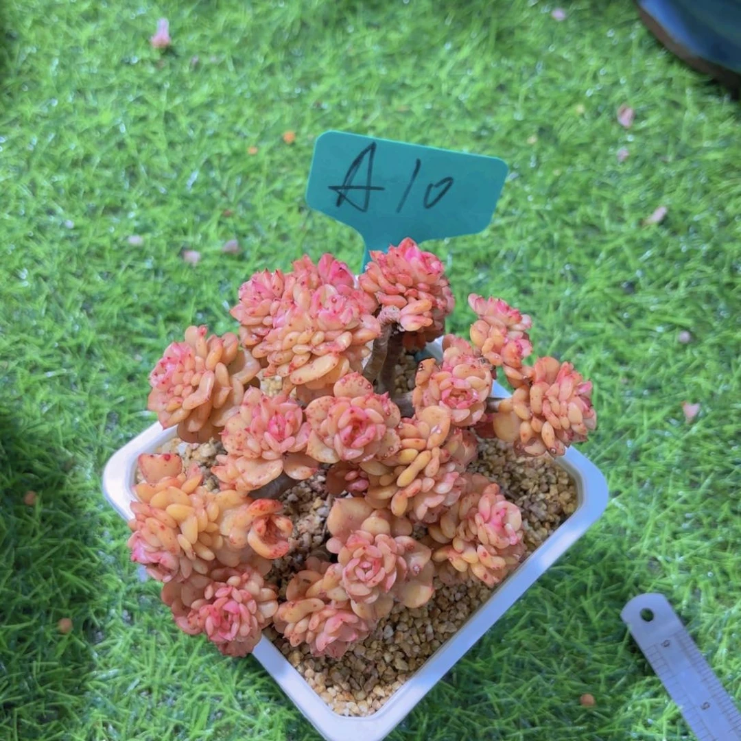 ?*我的小可爱们都好可爱