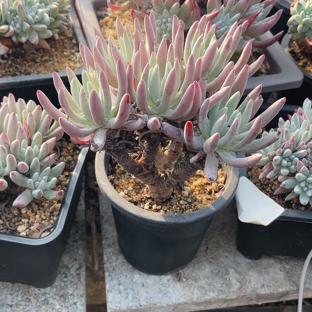 晨溪园艺仙女杯呀