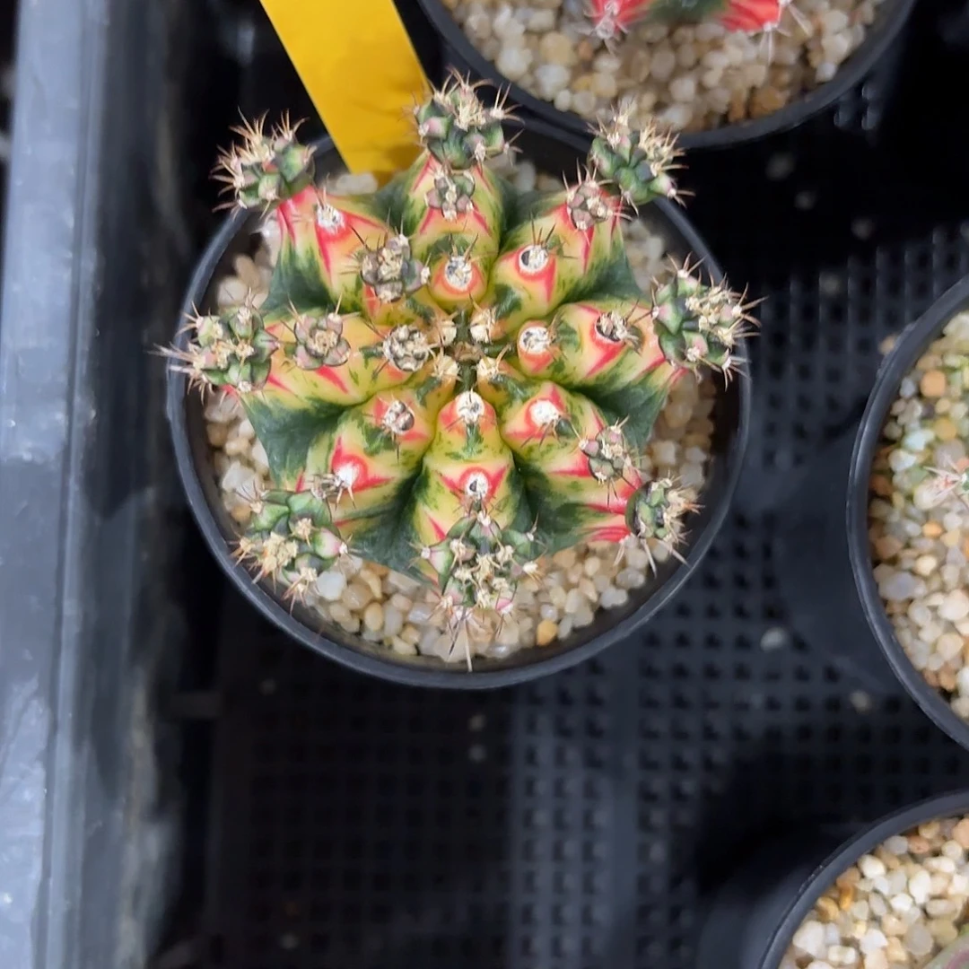 L656-1023泰国发货 好彩