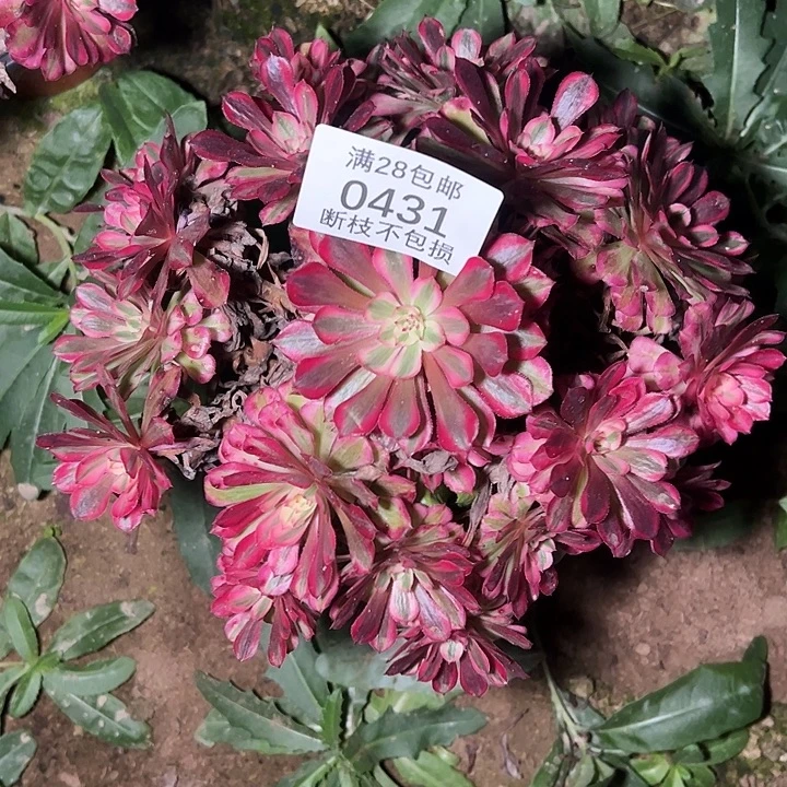 0431红铜白多肉植物