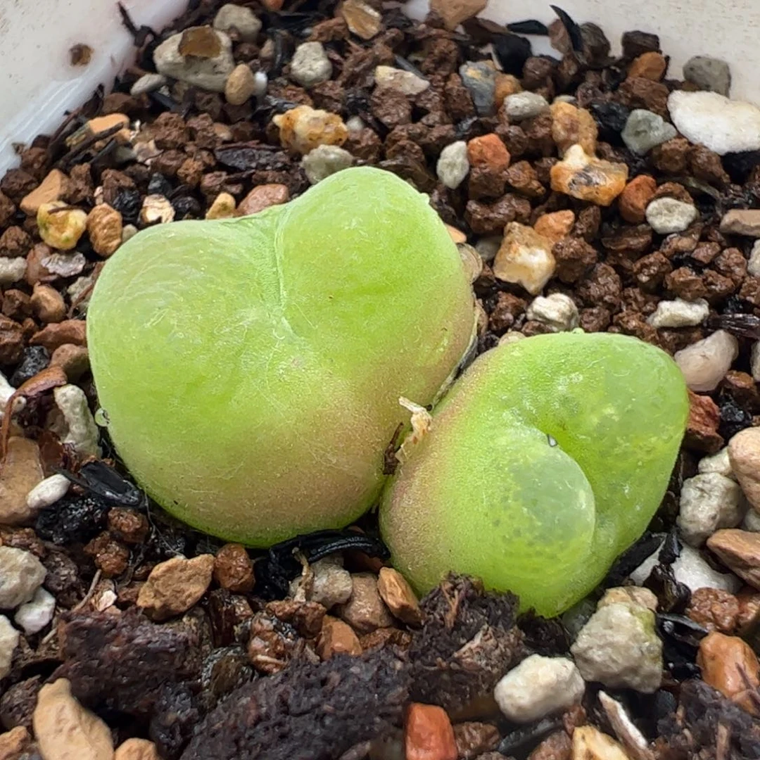 863多肉植物百科