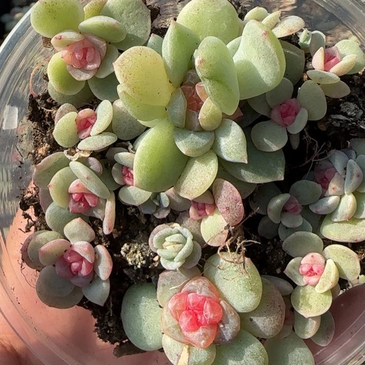 2 绝绝子珍妮一盘