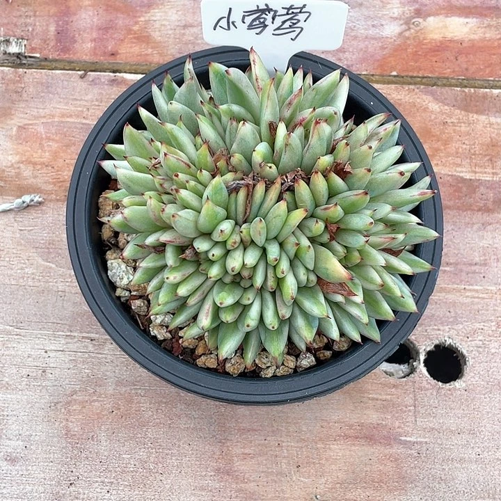 多肉小莹莹艾克魂
