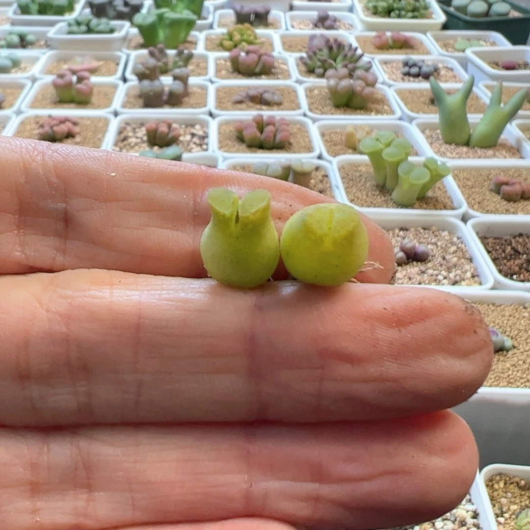 M**.Mz专拍 肉锥植物