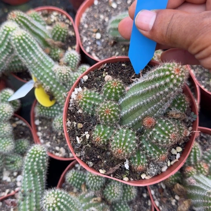 梅*酒白檀仙人掌600群生736