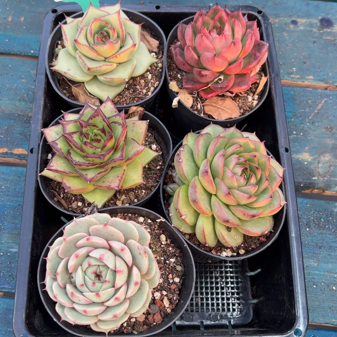 从前慢多肉精选编号0119.254