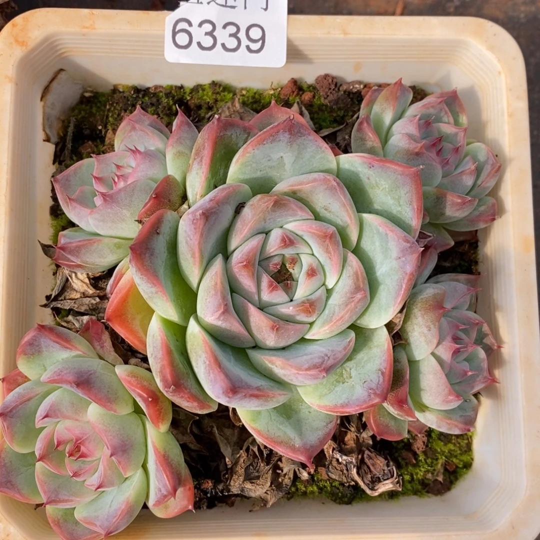 杂交精品多肉6339~12厘米