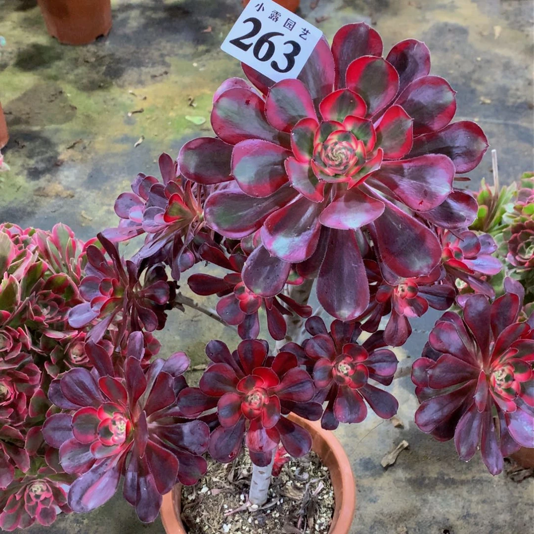 巫*多肉丽娜不周正263.00000