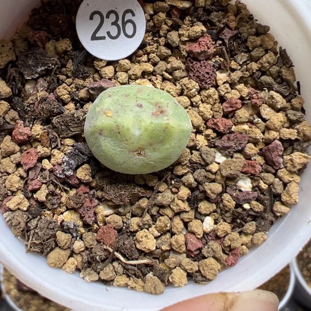 沐*づ绿豆糕一颗带盆土236