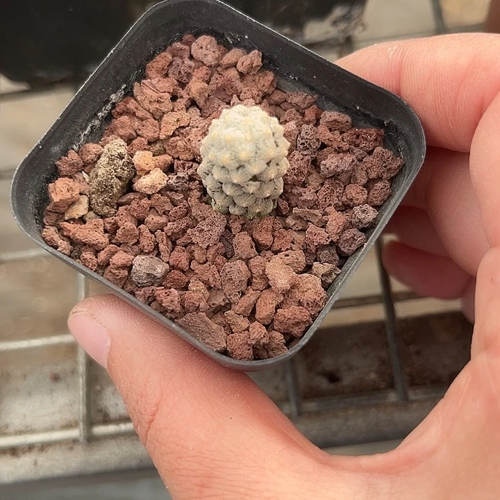 我也不知道我为什么要