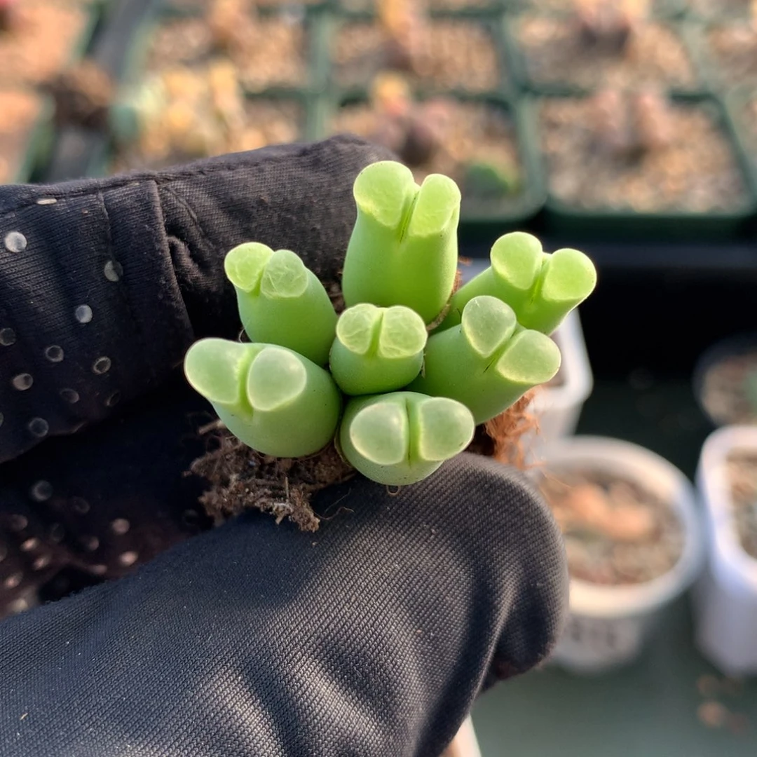 d107骚粉风铃母本