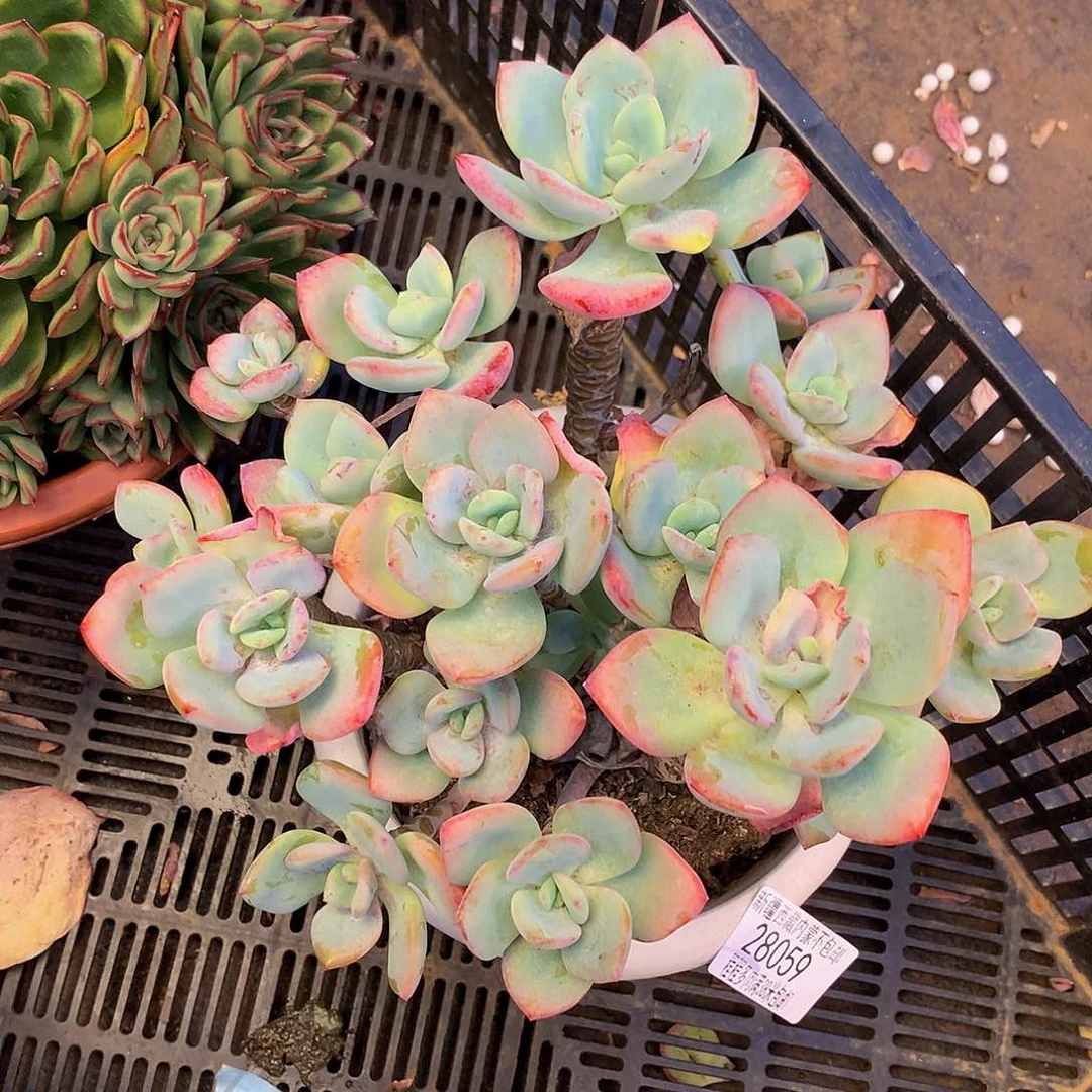 小*.白月光28059多肉多肉