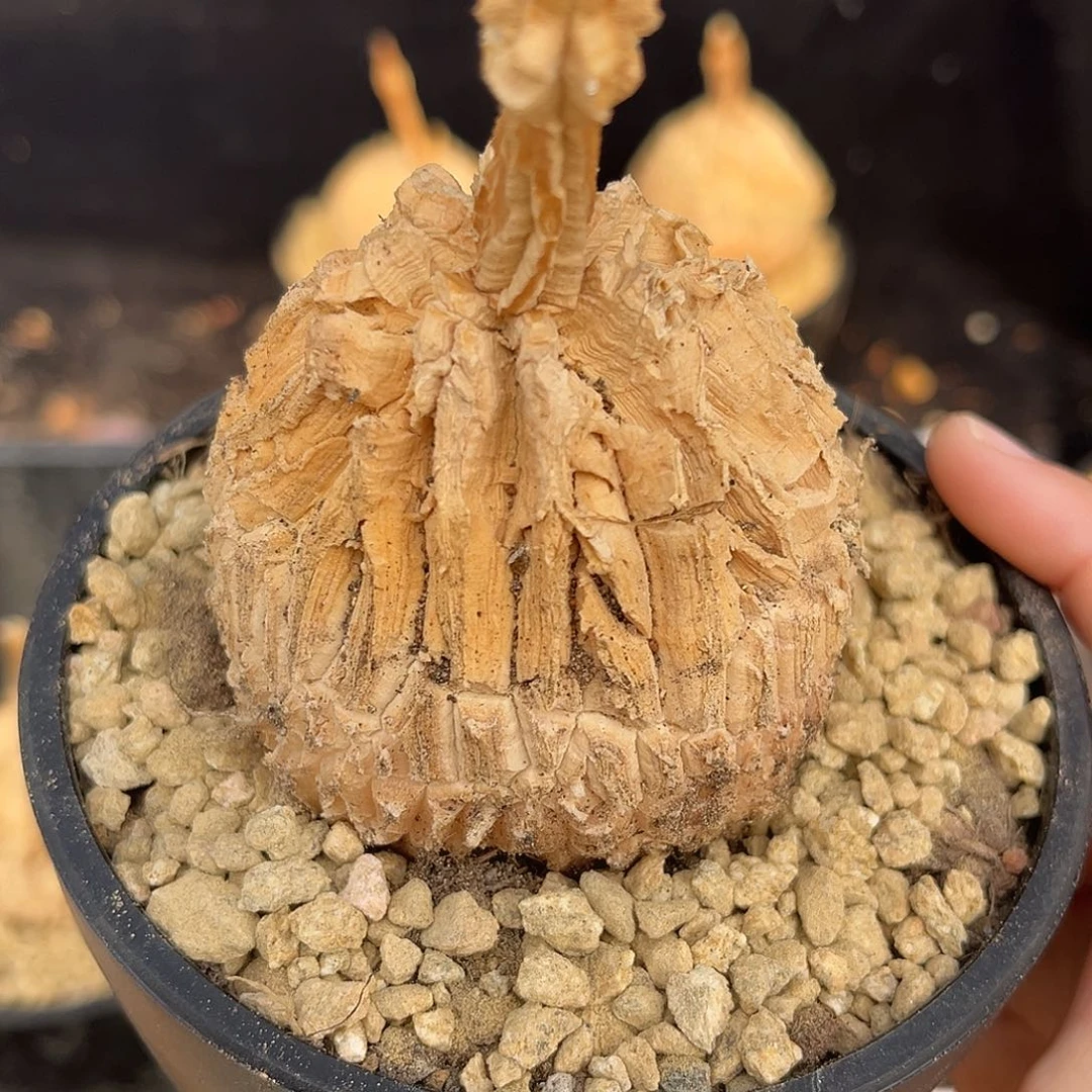 优选龟甲罗魔，超圆，6.1公分