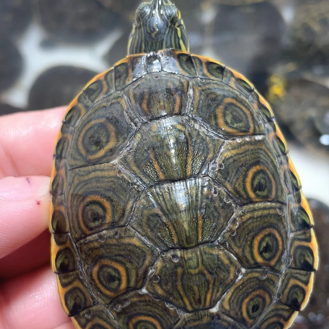 宠物龟不分公母大6.8
