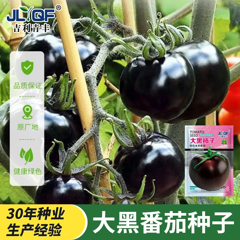 大黑番茄种子超甜西红柿种籽苗春四季阳台盆栽洋柿子蔬菜种孑大全
