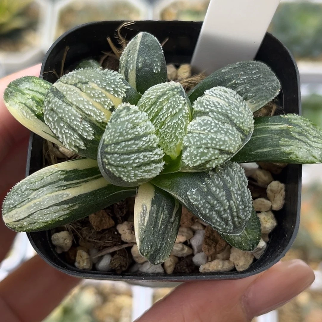 37雪之里锦十二卷多肉