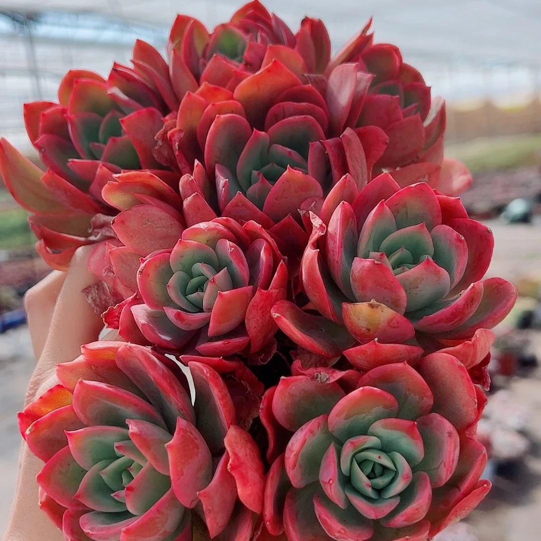 绮罗仙子多头造型精品二盆