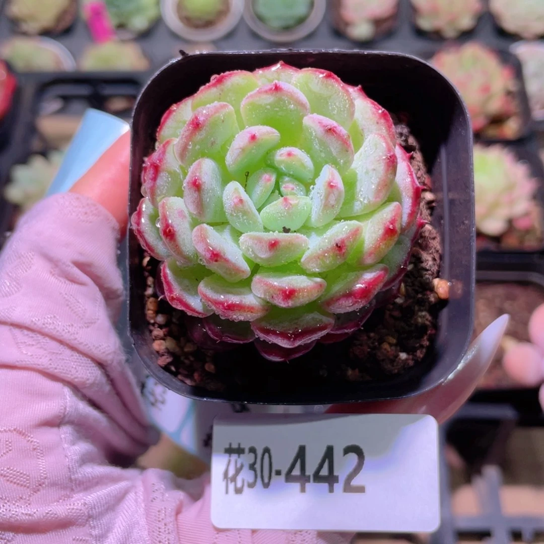 花利美30-442哈尼