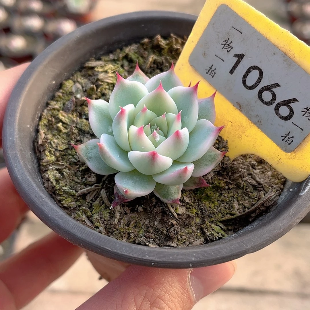 1066号吉娃娃锦多肉