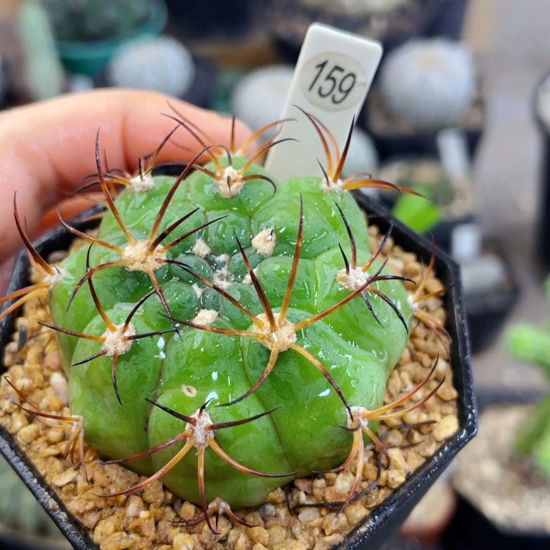 盆5公分满25包邮裸根发货