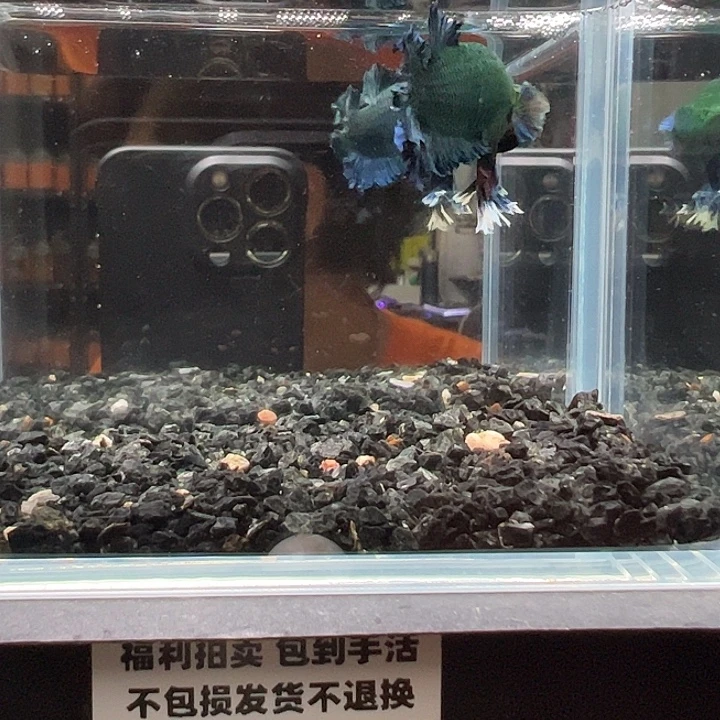 斗鱼竞拍跑单拉黑27号152