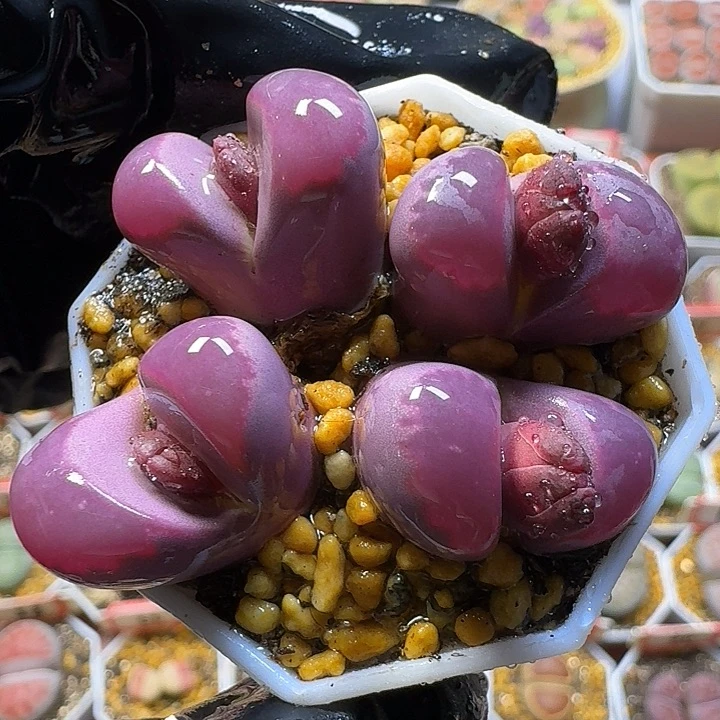 生石花1111111。    233