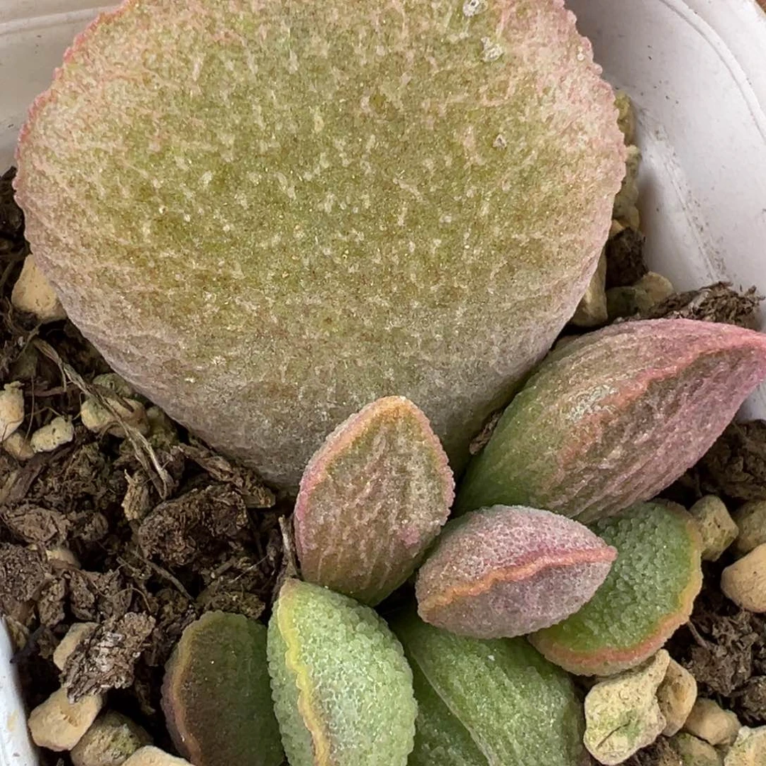 粉姬水泡多肉植物