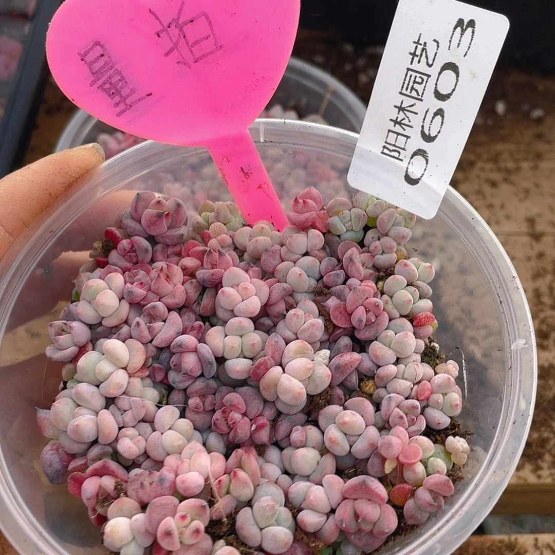 量拍多肉植物多肉植物603