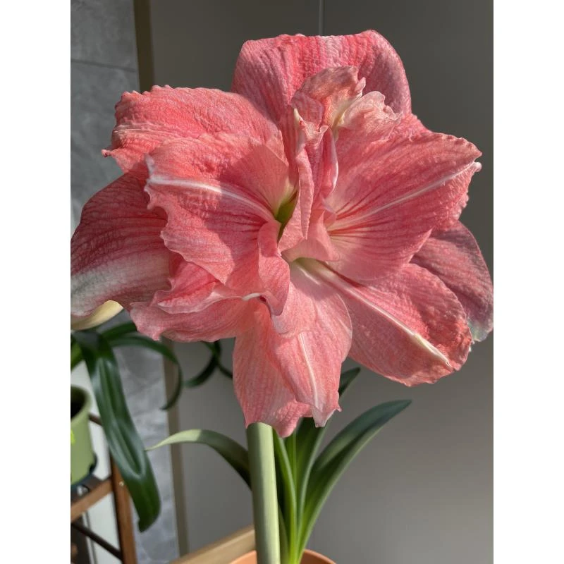 朱顶红《玫瑰花漾》阳台室内客厅盆栽花卉