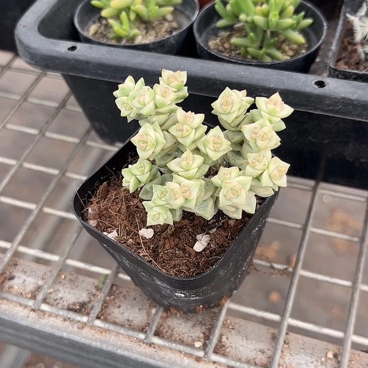 我也不知道我为什么要