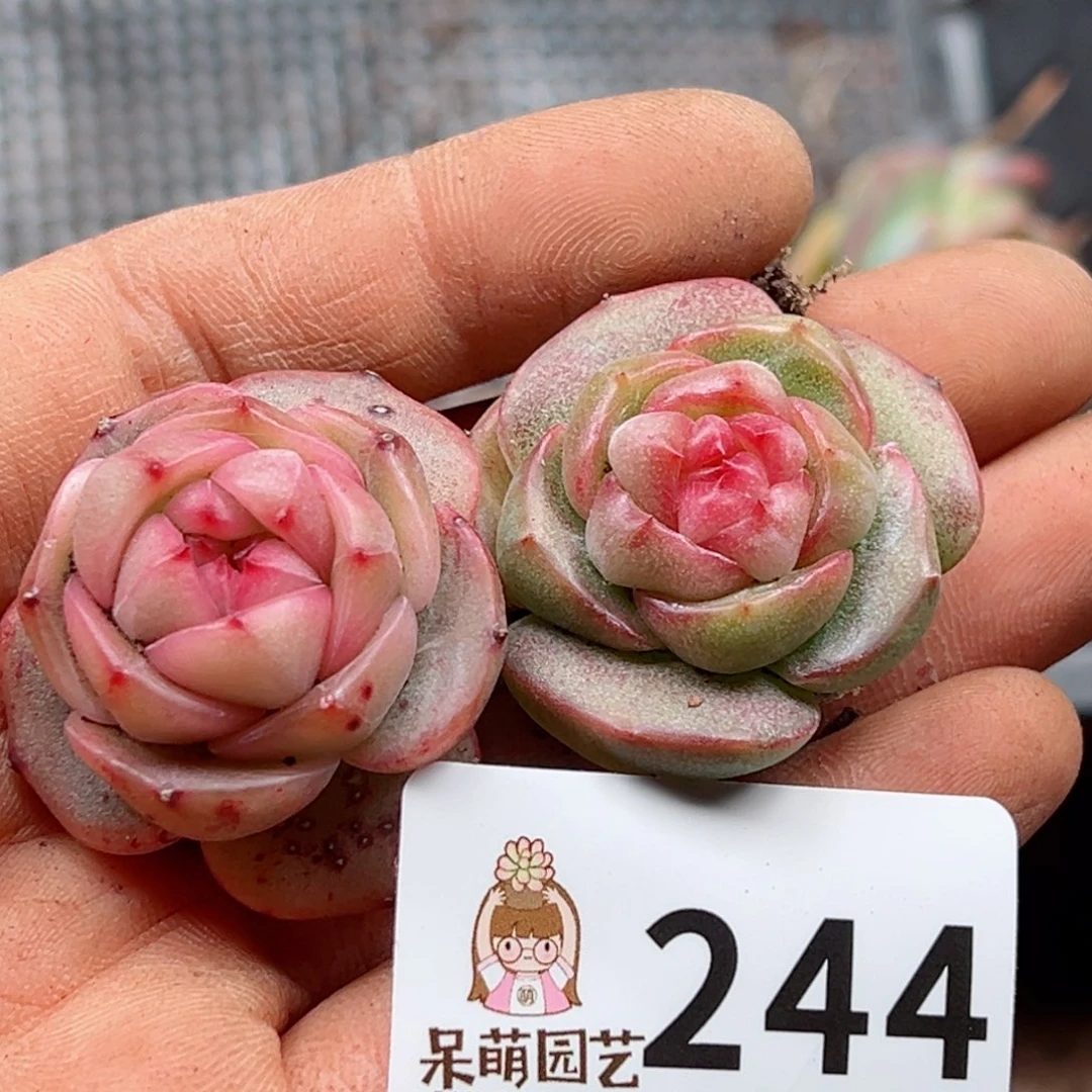 多肉植物多肉植物