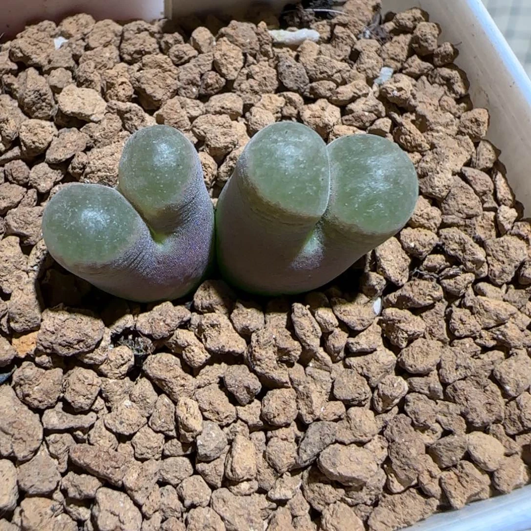 肉锥多肉植物组合-磁铁母本1059