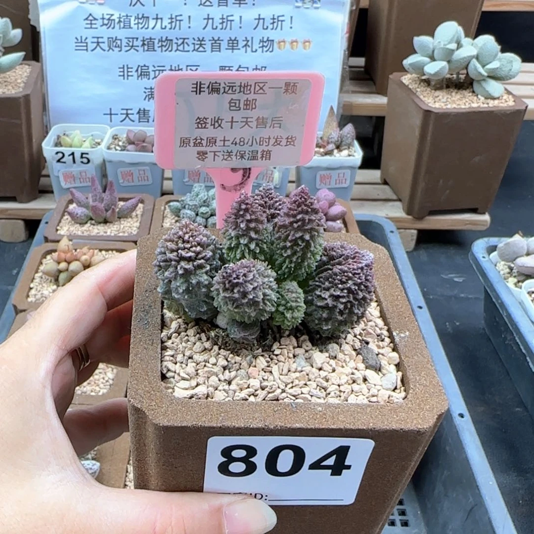 804朱紫玉多肉植物