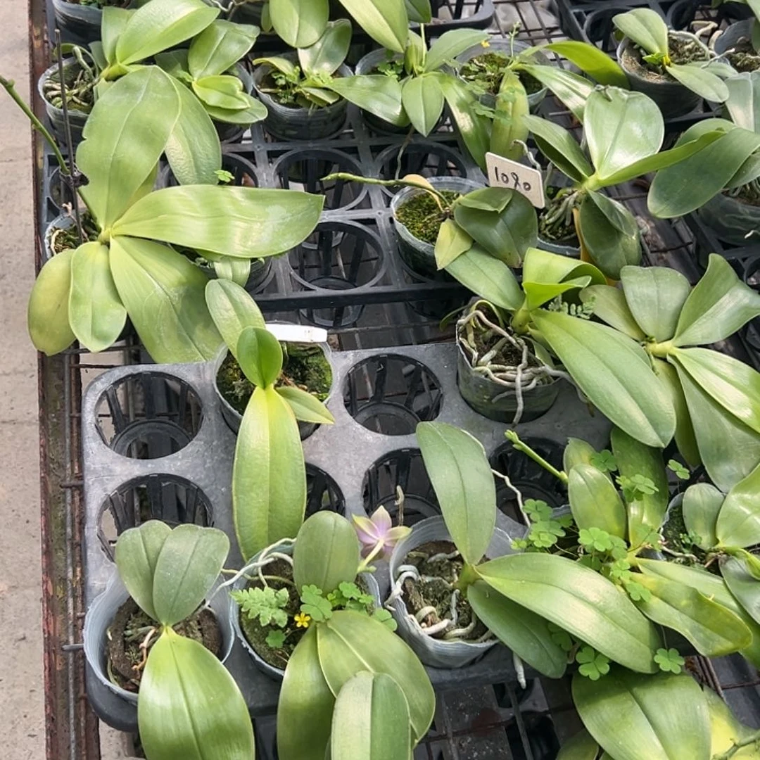 完全开放三单起拍 1颗的价格随机发拯救苗不售后