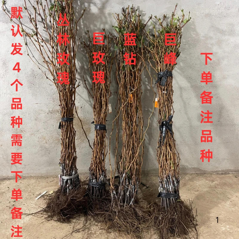 二年葡萄小树裸根发货 质量0.5厘米起 高度1.5米